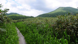 チシマザサに覆われた広大な湿原