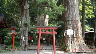 神苑にも入ってみましたが、こちらも杉の大木が見事