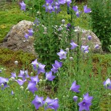 源氏庭のキキョウ