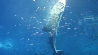 ジンベエザメの食事シーンはダイナミック