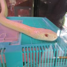 白ヘビがたくさんいます