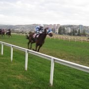 のどかな競馬場