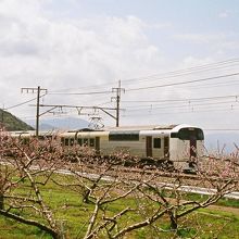 桃の花の中を走るホリデービューやまなし。勝沼-塩山の中間地点