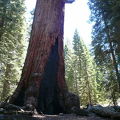 ジャイアントセコイアのことを勉強してから行くと、一段と感慨深い