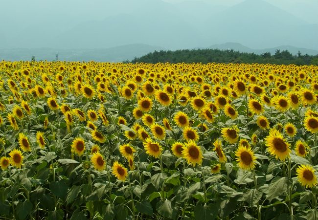 山梨県立フラワーセンターハイジの村 クチコミ アクセス 営業時間 明野 須玉 フォートラベル