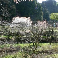 吉野山温泉