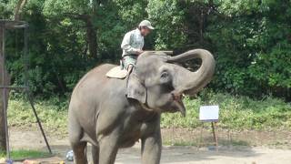 ズーラシアの像は、しっかりと調教されていて、色々な芸を披露してくれます。