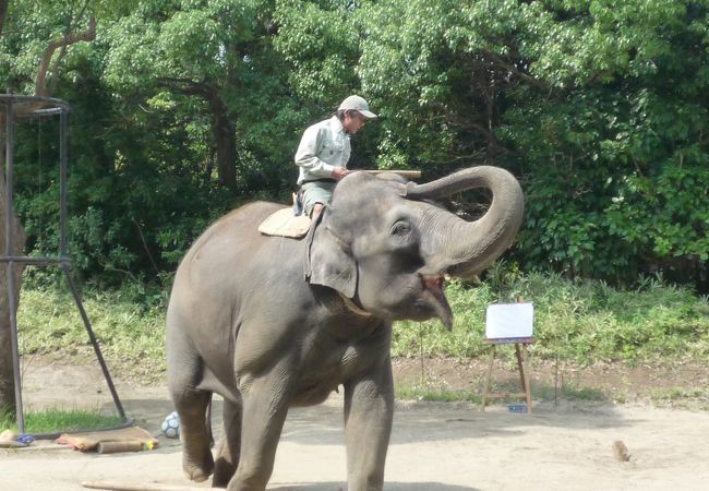 よこはま動物園ズーラシア クチコミ アクセス 営業時間 戸塚 いずみ野 港南台 フォートラベル