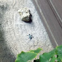 亀を象った小さな石組