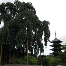 不二桜と五重塔