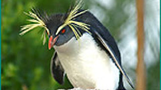 カエルとイモリとワニ