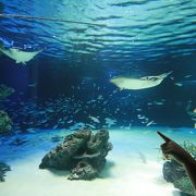 1stバースデーパーティー開催中のサンシャイン水族館に行って来ました！