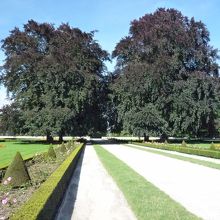 庭園をも守るようにして立つ樫の大木