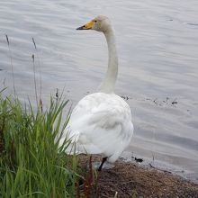 白鳥です。