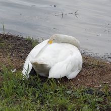 白鳥です。