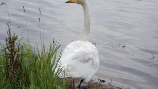 夏でも白鳥