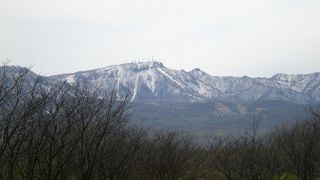 近くの桜の名所
