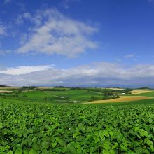 丘の頂上からは十勝岳や大雪山系の山を一望できます。