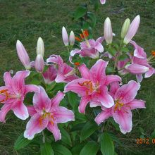 ﾏﾙｺﾎﾟｰﾛ？ｿﾙﾎﾞﾝﾇ？