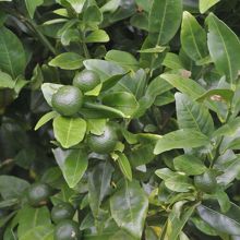 ミカン。現地日本人が植えたとか。