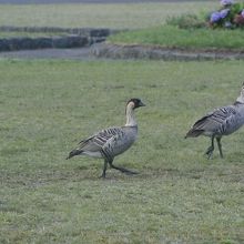 貴重な鳥、ネネ