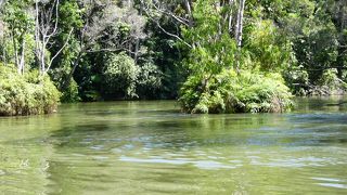 コアラ抱っこに、水陸両用車で熱帯雨林を巡る