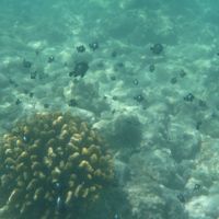 アウターラグーンでのシュノーケリング