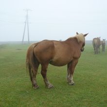 夏の寒立馬