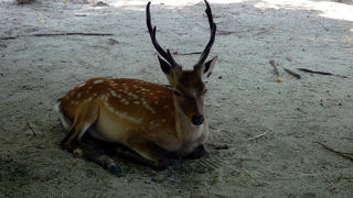 厳島神社のある島です。鹿がいたり、お土産やさんもいっぱい