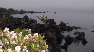 遊歩道脇に花木あり