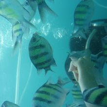 魚に食パンをあげています