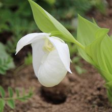 初めて見たリアル「アツモリソウ」
