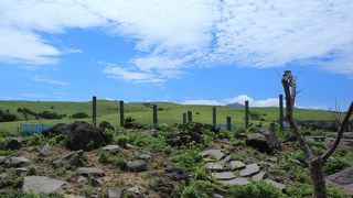 青空の下の高山植物公園でした