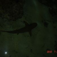 バーの明りにサメが寄ってきます。