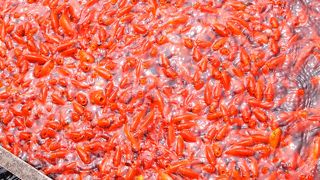 南郷水産センターの通り道