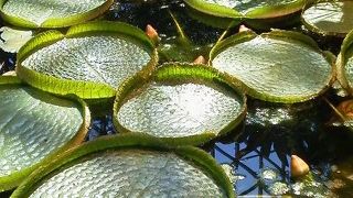雪国で熱帯体験　【県立植物園】