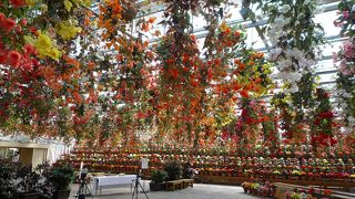 圧巻！ベゴニアってこんなにきれいなんだ！