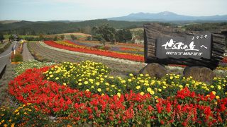 美瑛の絶景ポイント！！