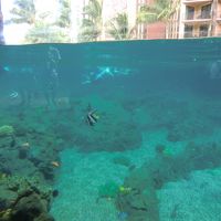 『熱帯魚の水槽』で一緒に泳げます。有料だけど