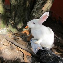 うさぎさんの囲い。周囲にエサ袋散乱。ちょっとかわいそう