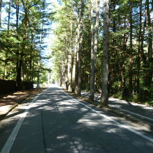 仙台よりの山道は森林浴とも