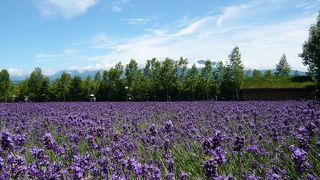ラベンダーの鉄板！