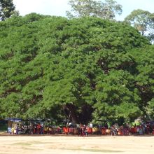正面に見える一本の木
