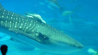 ジンベイザメの餌付けに感動