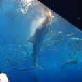 一度は見たい大水槽とジンベエザメ