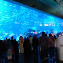 ドバイモール内の水族館並に大きい水槽！アラブの人も興味津々！