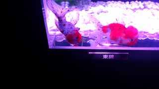 ダイナースクラブ主催の金魚展を観てきました！