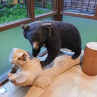 くまさんに会ってしまった　逃げろ・・・