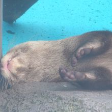 ぐったりかわうそ