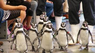 魚をたくさん見たい人にお勧め鳥羽水族館
